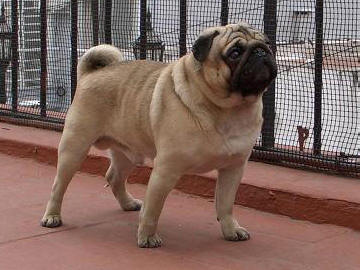 Pug (Carlino)